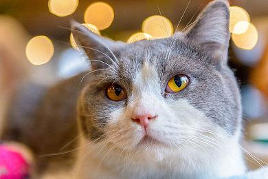 《赛博朋克2077》PC vs 次世代版对比：主机提升很大